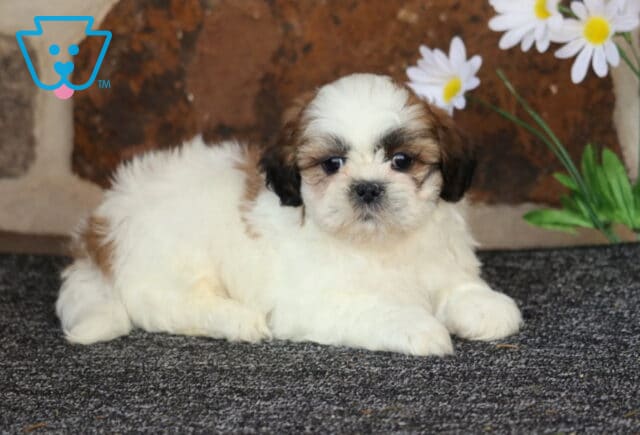 Benji Shih Tzu2 image