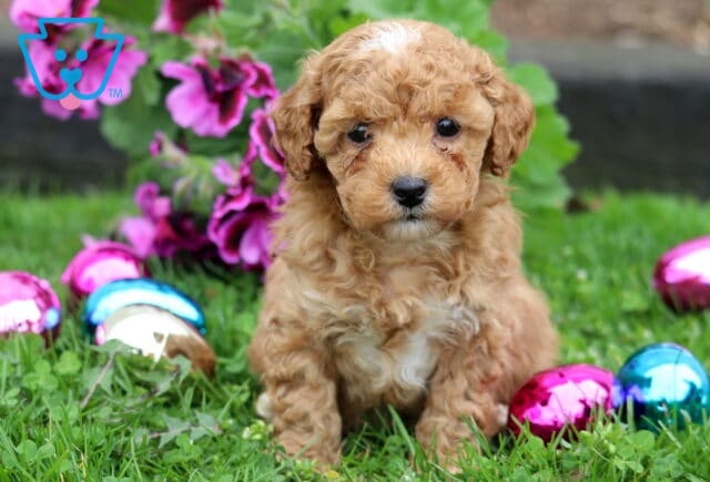 Adorable apricot Mini Poodle puppy with a soft curly coat sitting in green grass, surrounded by blooming pink flowers and colorful Easter eggs image