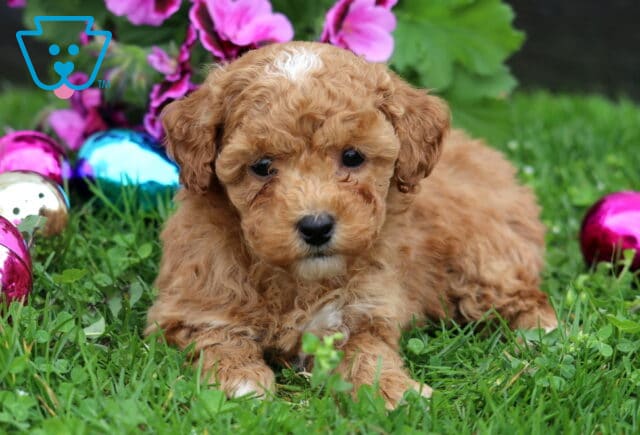 Sweet apricot Mini Poodle puppy with a curly coat lying in fresh green grass, pictured with bright pink flowers and colorful decorative eggs image