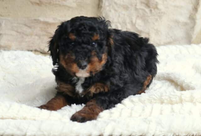 Bentley Mini Bernedoodle image
