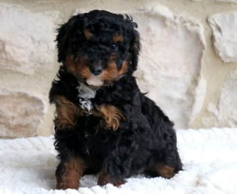 Bentley Mini Bernedoodle2