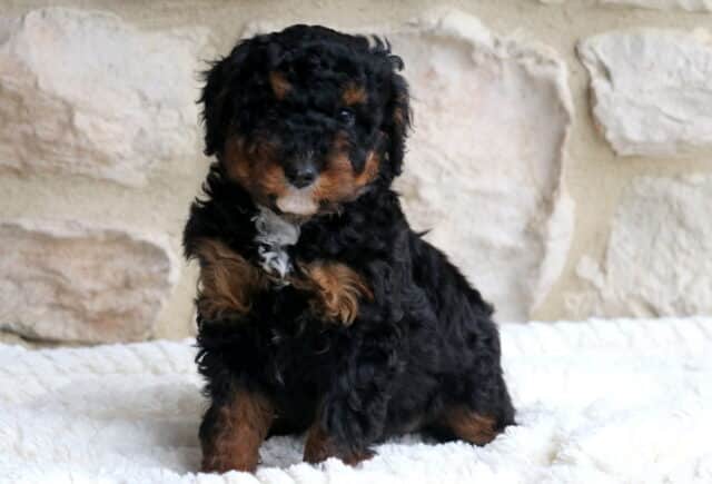 Bentley Mini Bernedoodle2 image