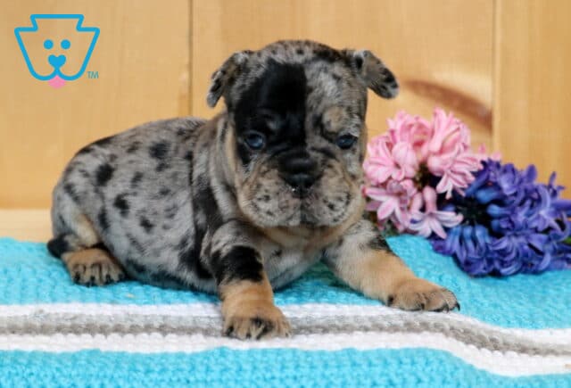 Bessie Frenchie image