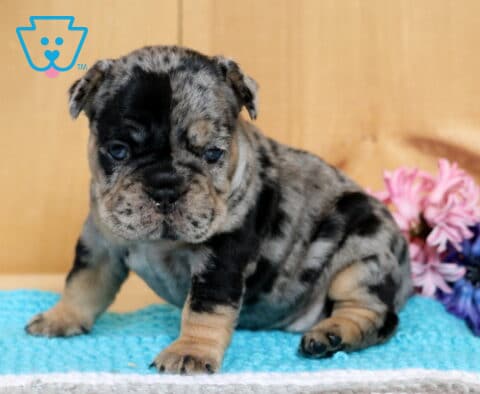 Spotted blue merle French Bulldog puppy sitting on a soft blue blanket beside pink and purple flowers, with a calm and slightly sleepy expression