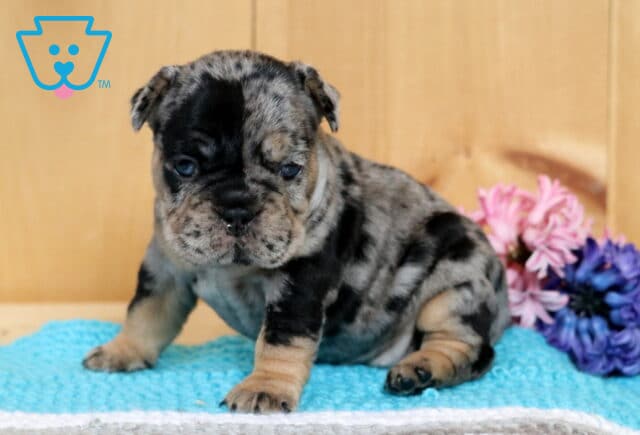 Bessie Frenchie2 image