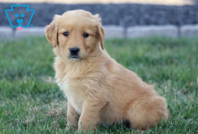 Bethany Golden image