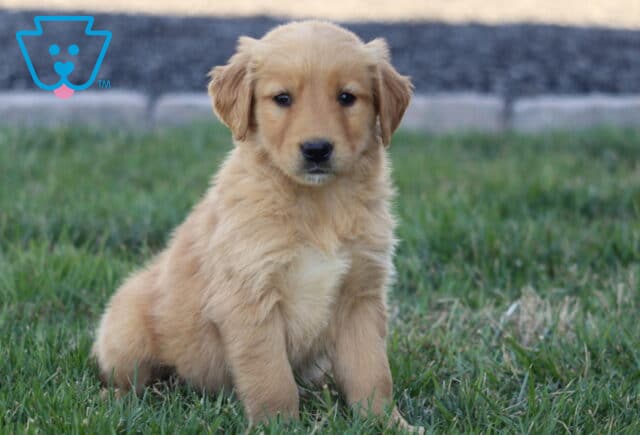 Bethany Golden2 image