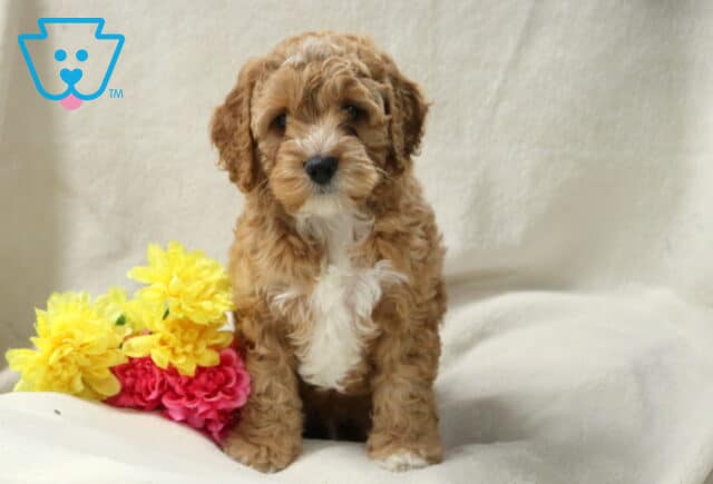 Billy Cockapoo image