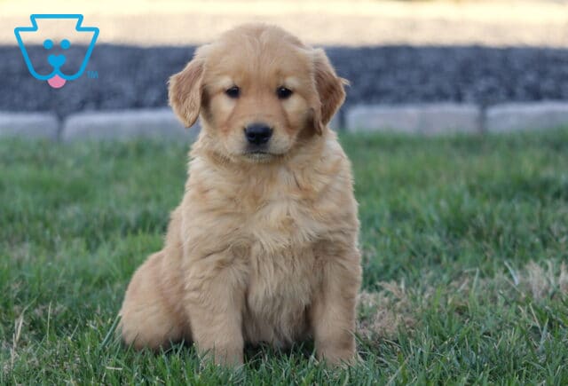 Blaire Golden2 image