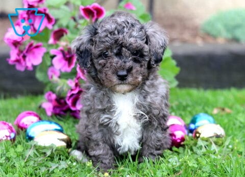 Blake Mini Poodle