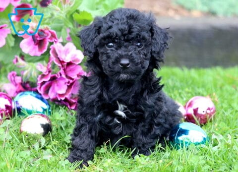 Blu Mini Poodle