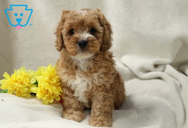 Bobby Cockapoo image