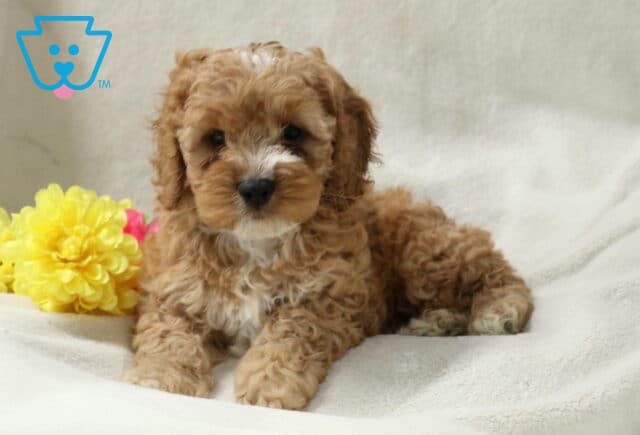 Bobby Cockapoo2 image