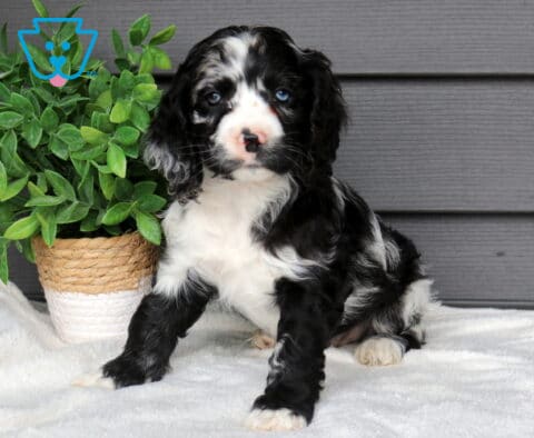 Black and white Cocker Spaniel puppy sitting on a soft white blanket beside a leafy potted plant, adorable puppy with long wavy ears and bright eyes.