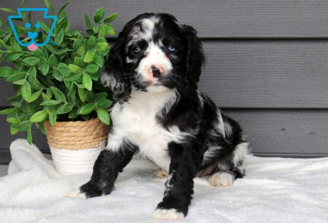 Black and white Cocker Spaniel puppy sitting on a soft white blanket beside a leafy potted plant, adorable puppy with long wavy ears and bright eyes. image