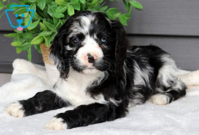 Black and white merle Cocker Spaniel puppy lying on a soft white blanket beside a leafy green potted plant, adorable puppy with long wavy ears and a speckled nose. image