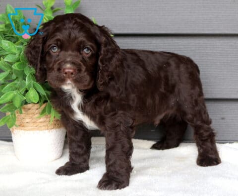 Chocolate Cocker Spaniel puppy standing on a soft white blanket beside a leafy green potted plant, sweet puppy with curly floppy ears and a small white chest marking.