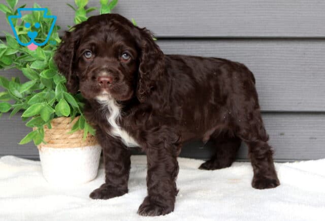 Chocolate Cocker Spaniel puppy standing on a soft white blanket beside a leafy green potted plant, sweet puppy with curly floppy ears and a small white chest marking. image