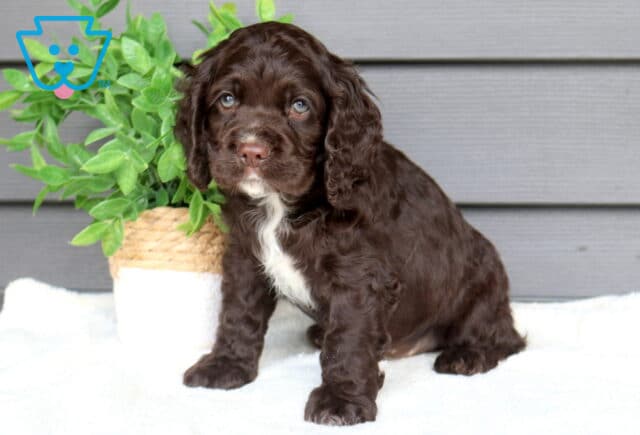 Chocolate Cocker Spaniel puppy sitting on a soft white blanket beside a leafy green potted plant, adorable puppy with curly floppy ears and a white patch on its chest. image