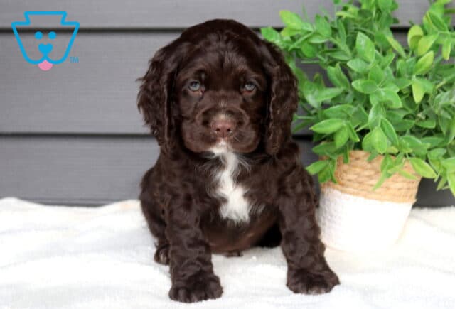 Chocolate Cocker Spaniel puppy sitting on a soft white blanket beside a leafy green potted plant, adorable puppy with curly floppy ears and a white patch on its chest. image