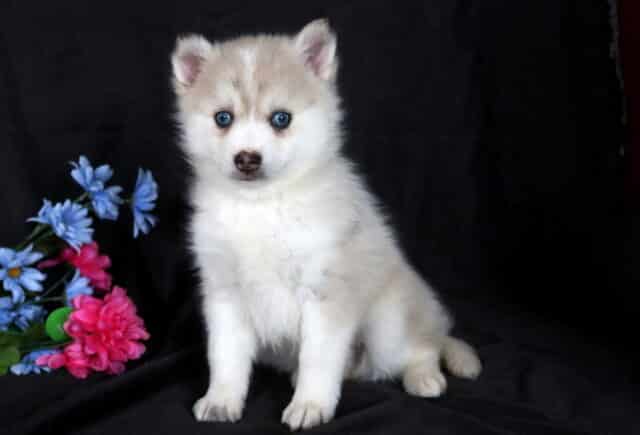 Boston Pomsky image