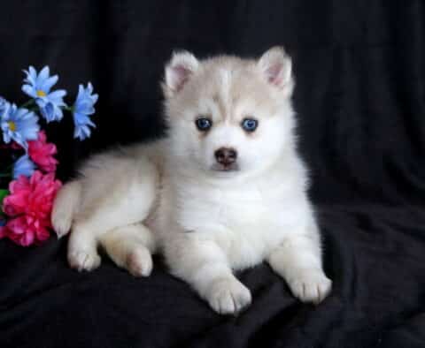 Boston Pomsky3