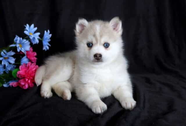 Boston Pomsky3 image