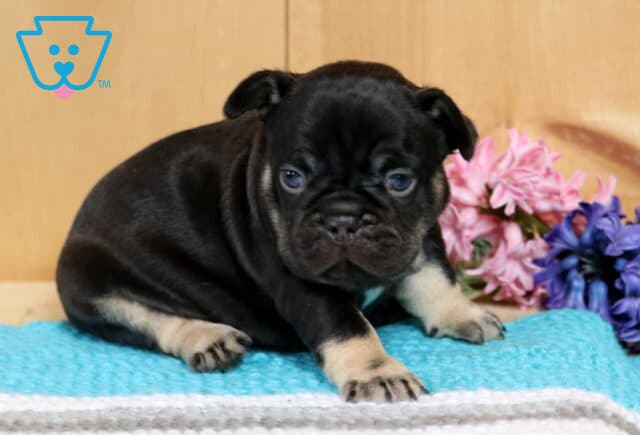 Brianna Frenchie image