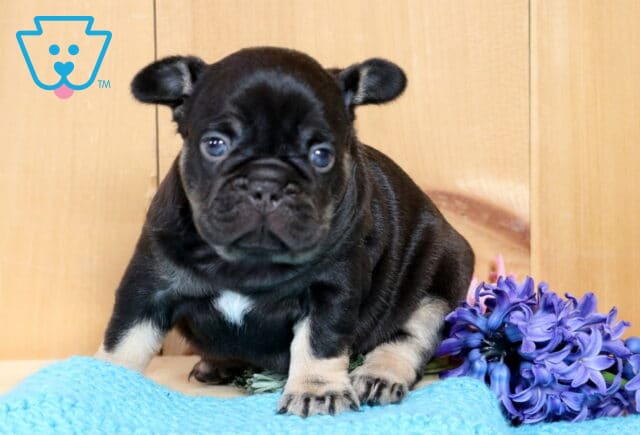 Brianna Frenchie2 image