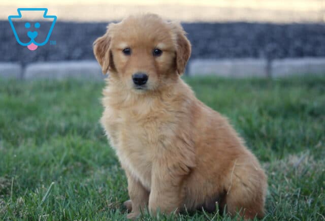 Bridgette Golden image