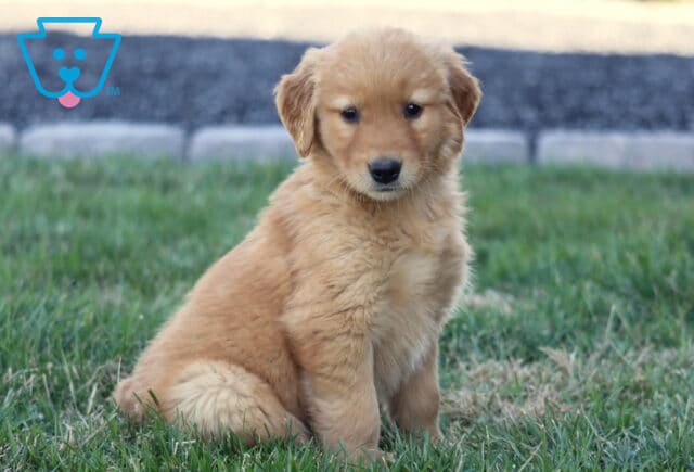 Bridgette Golden2 image