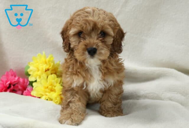 Bronx Cockapoo image