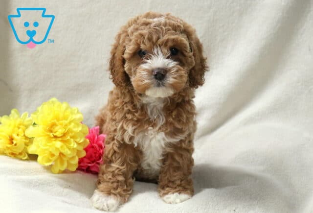 Brooklynn Cockapoo image