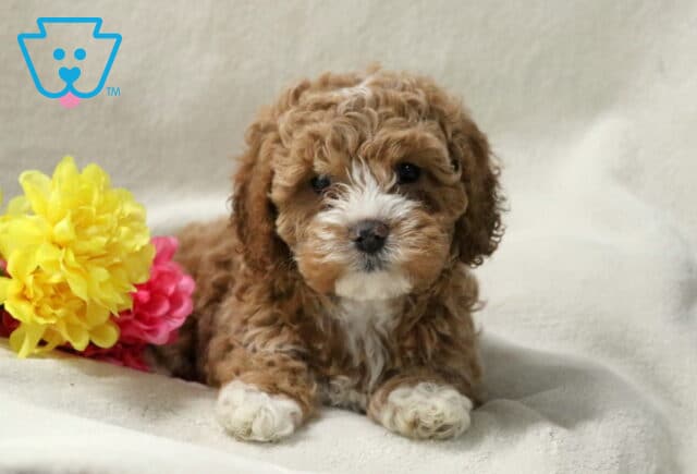 Brooklynn Cockapoo2 image