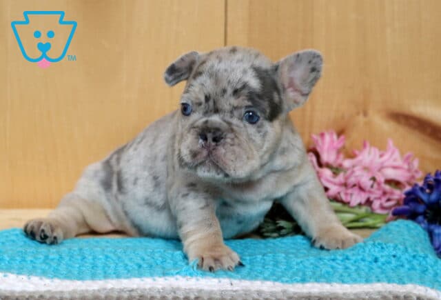 Bubba Frenchie image