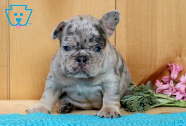 Bubba Frenchie2 image