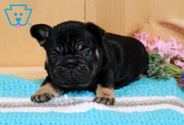 Bubbles Frenchie image