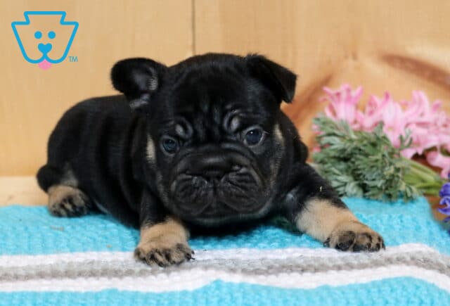 Bubbles Frenchie2 image