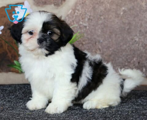 Bubbles Shih Tzu