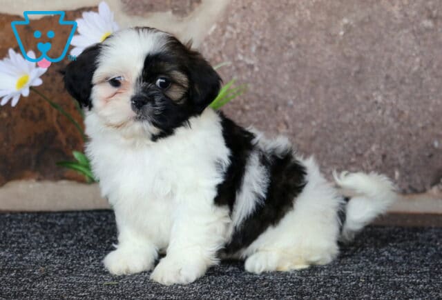 Bubbles Shih Tzu image