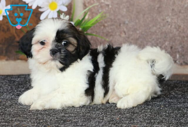 Bubbles Shih Tzu2 image