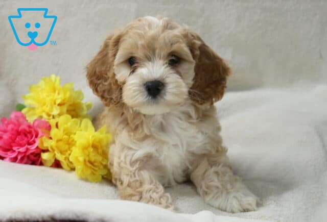 Buck Cockapoo2 image