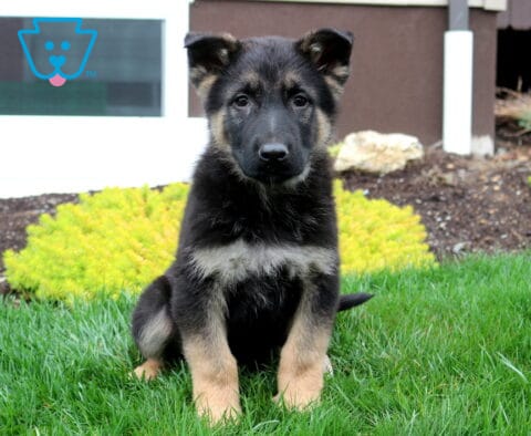 Buck German Shepherd Retake