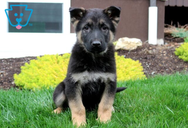Beautiful black and tan German Shepherd puppy with a plush coat and expressive eyes, sitting proudly on green grass with a calm, attentive posture, highlighting strong structure and a loyal, intelligent nature image