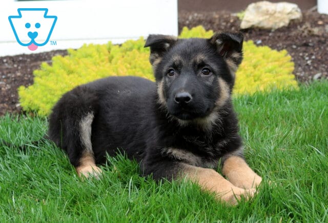 Handsome black and tan German Shepherd puppy with a soft, fluffy coat and bright, watchful eyes, lying relaxed on lush green grass with ears slightly perked, showing a calm, gentle, and attentive personality image