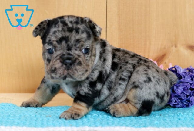 Buffy Frenchie image