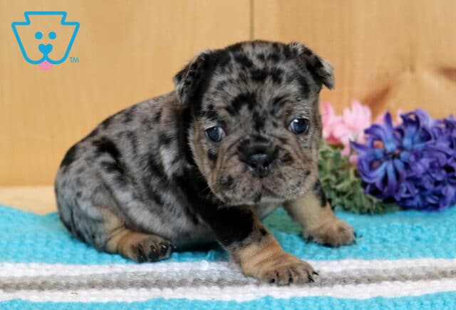 Buffy Frenchie2 image