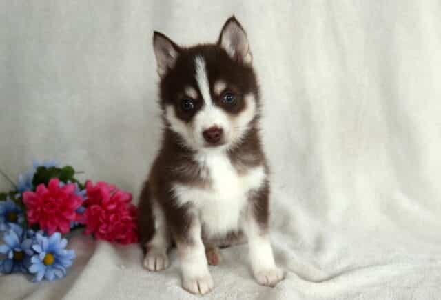 Bugsy Pomsky image
