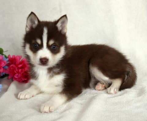 Bugsy Pomsky2