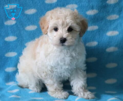 Burly Maltipoo